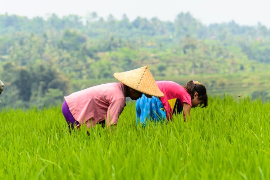 FARMING PACKAGE  JATILUWIH