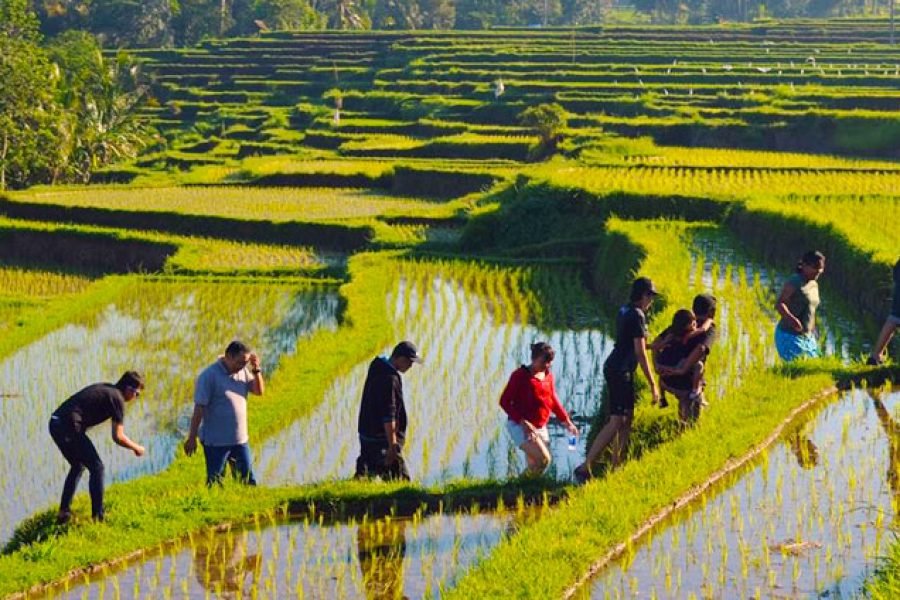 TRECKING TABANAN WITH RICE PADI